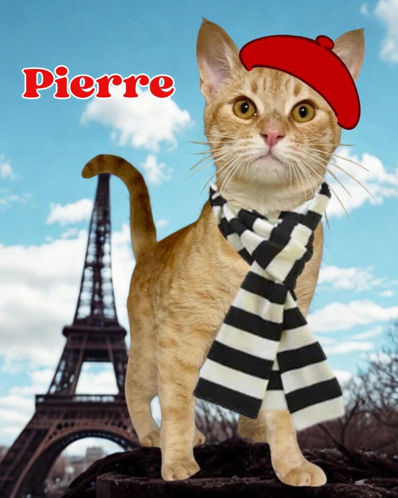 Enlarge Pierre, a Adoptable mixed breed in Cambria, CA image 2/6