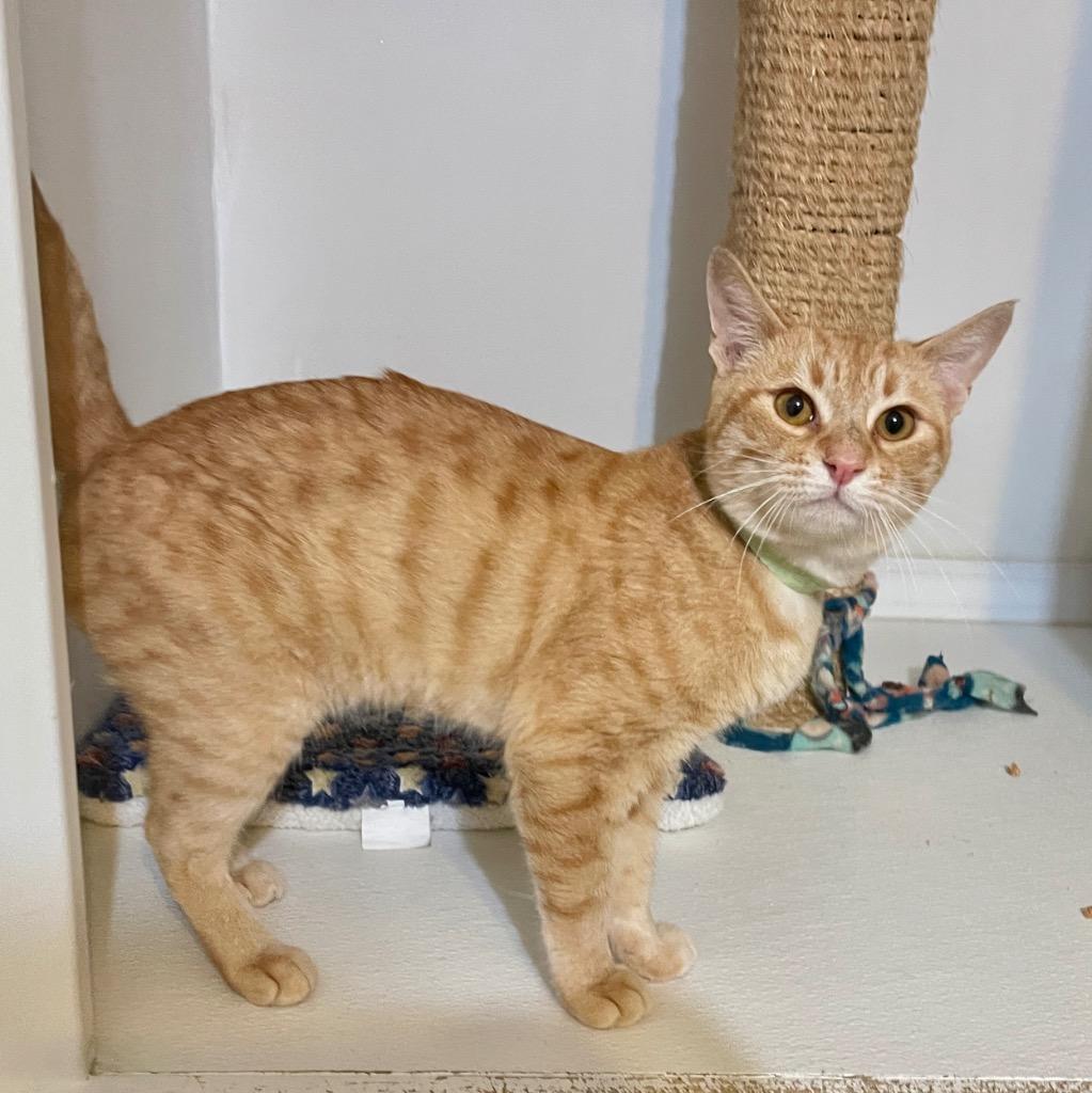 Enlarge Pierre, a Adoptable mixed breed in Cambria, CA image 3/6