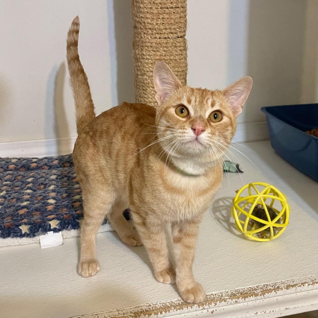 Enlarge Pierre, a Adoptable mixed breed in Cambria, CA image 4/6