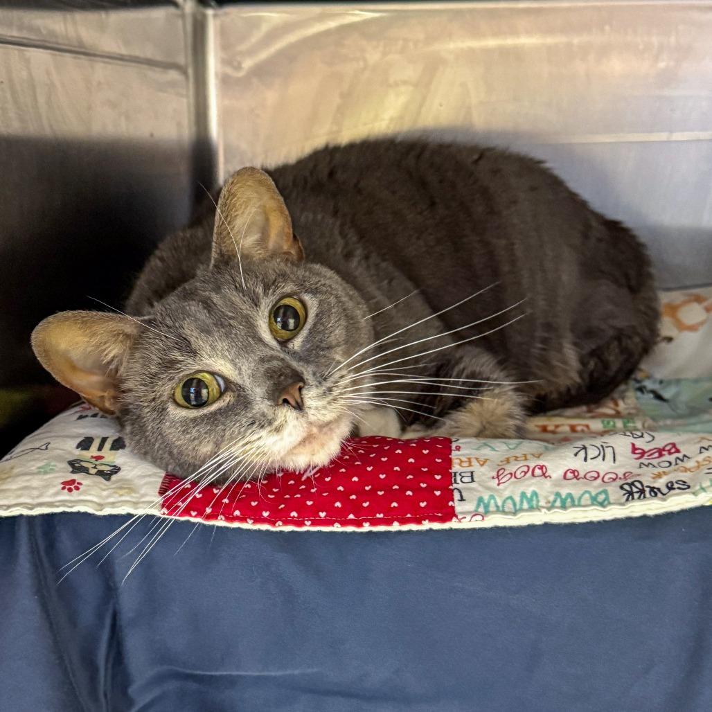Rocky, Adoptable, Senior Female Domestic Short Hair.