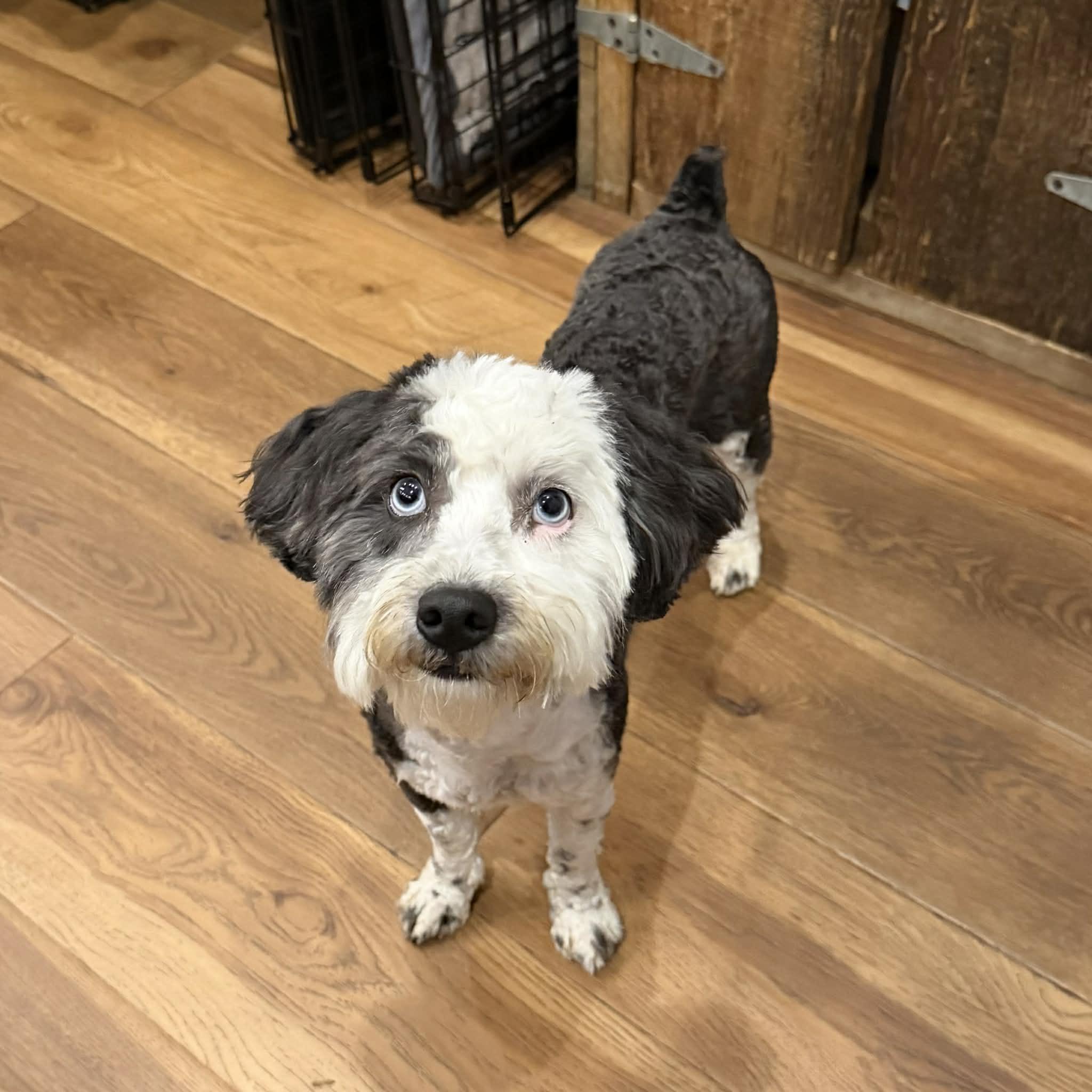 Enlarge Clover, an adopted mixed breed in Boulder, CO image 1/6