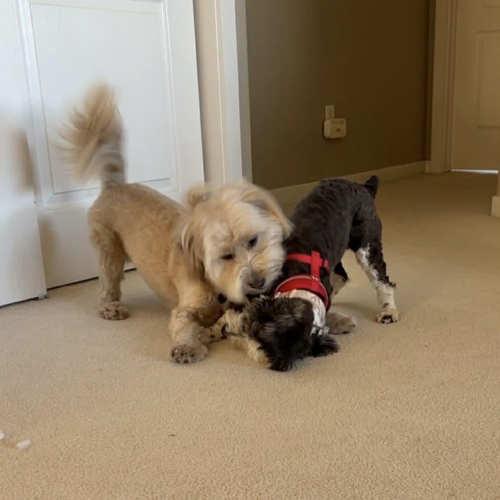 Enlarge Clover, an adopted mixed breed in Boulder, CO image 5/6