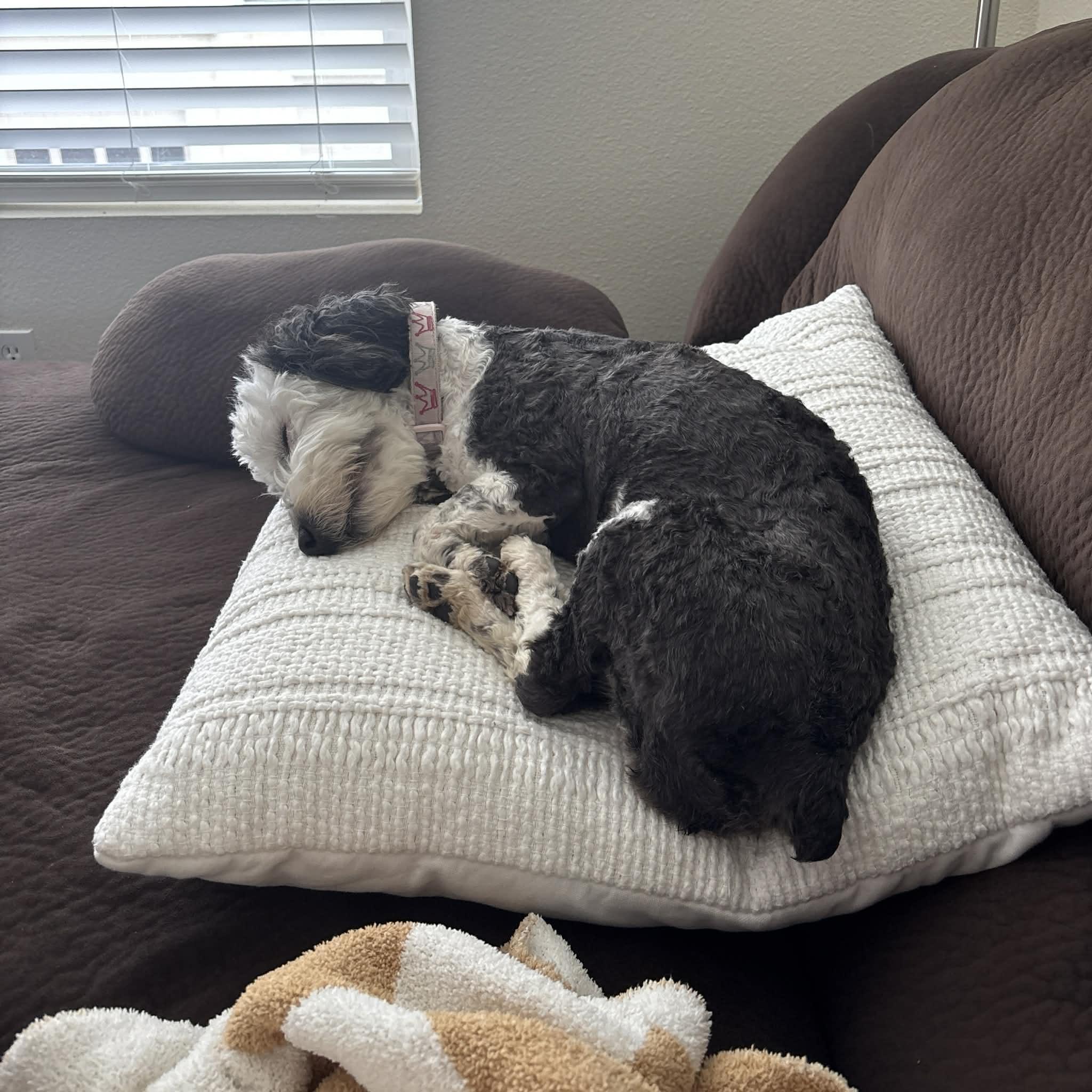 Enlarge Clover, an adopted mixed breed in Boulder, CO image 3/6