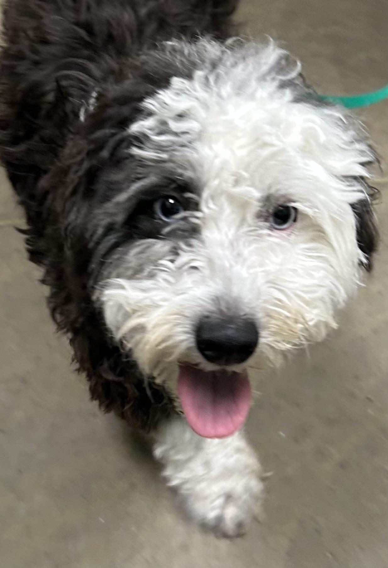 Enlarge Clover, an adopted mixed breed in Boulder, CO image 2/6