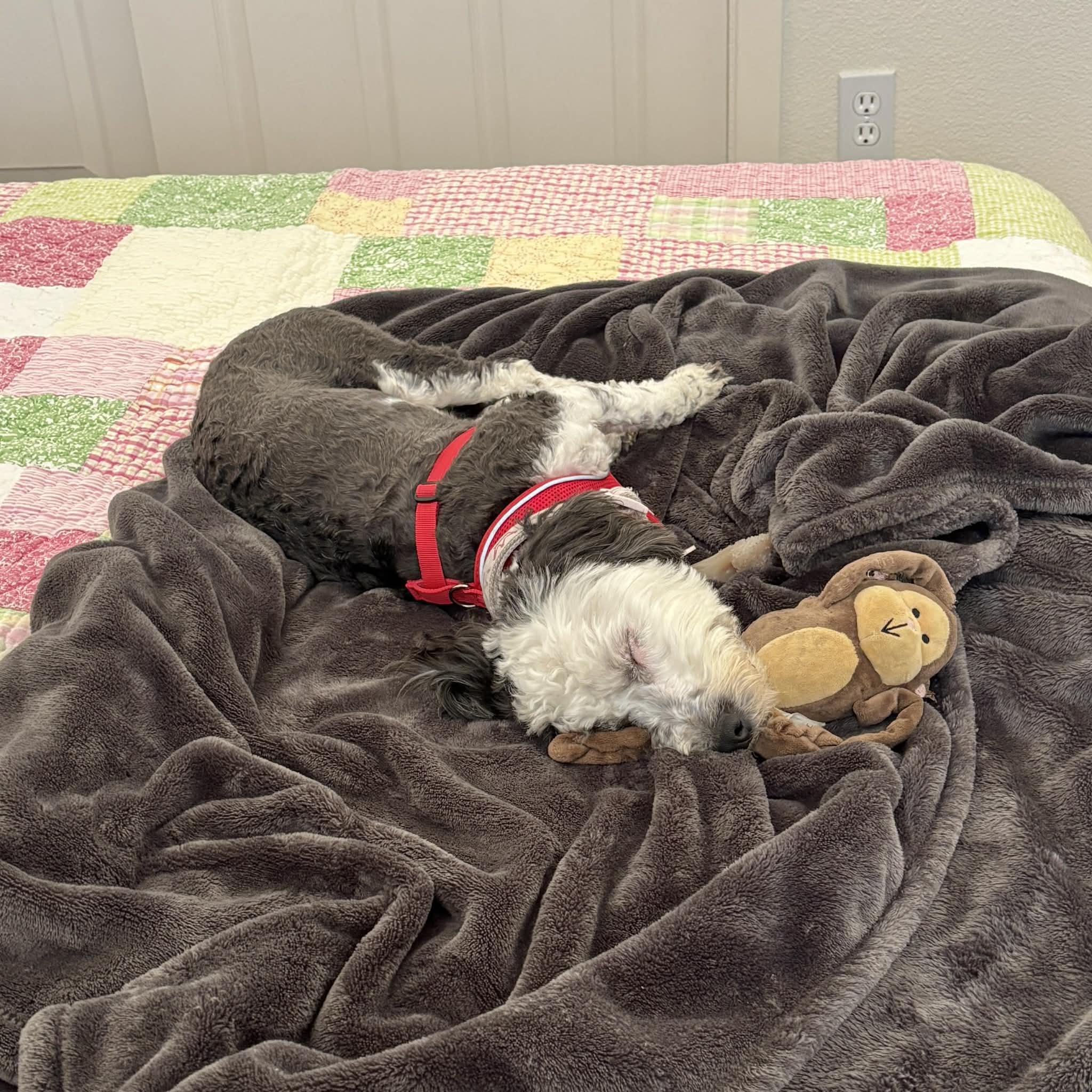 Enlarge Clover, an adopted mixed breed in Boulder, CO image 4/6