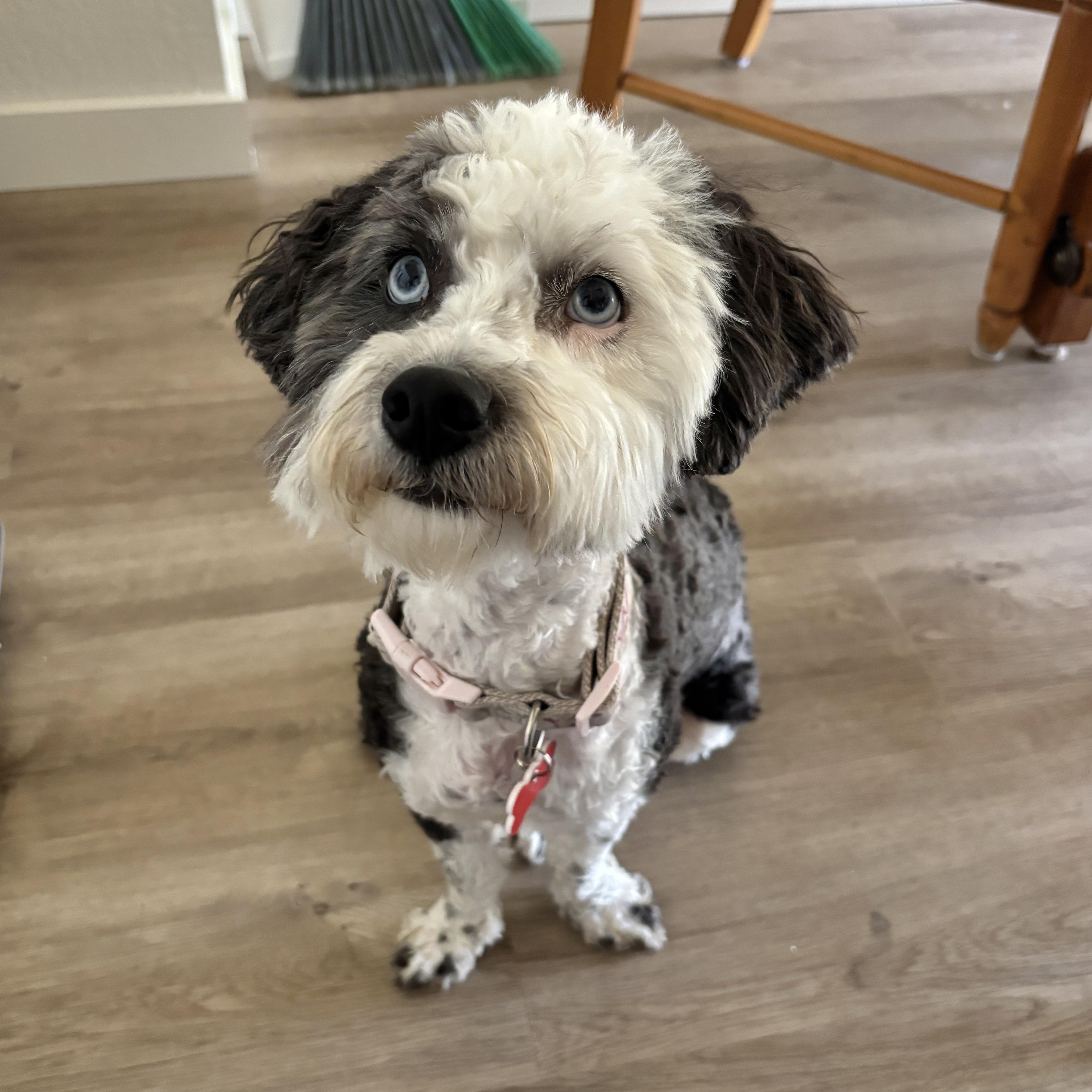 Enlarge Clover, an adopted mixed breed in Boulder, CO image 6/6