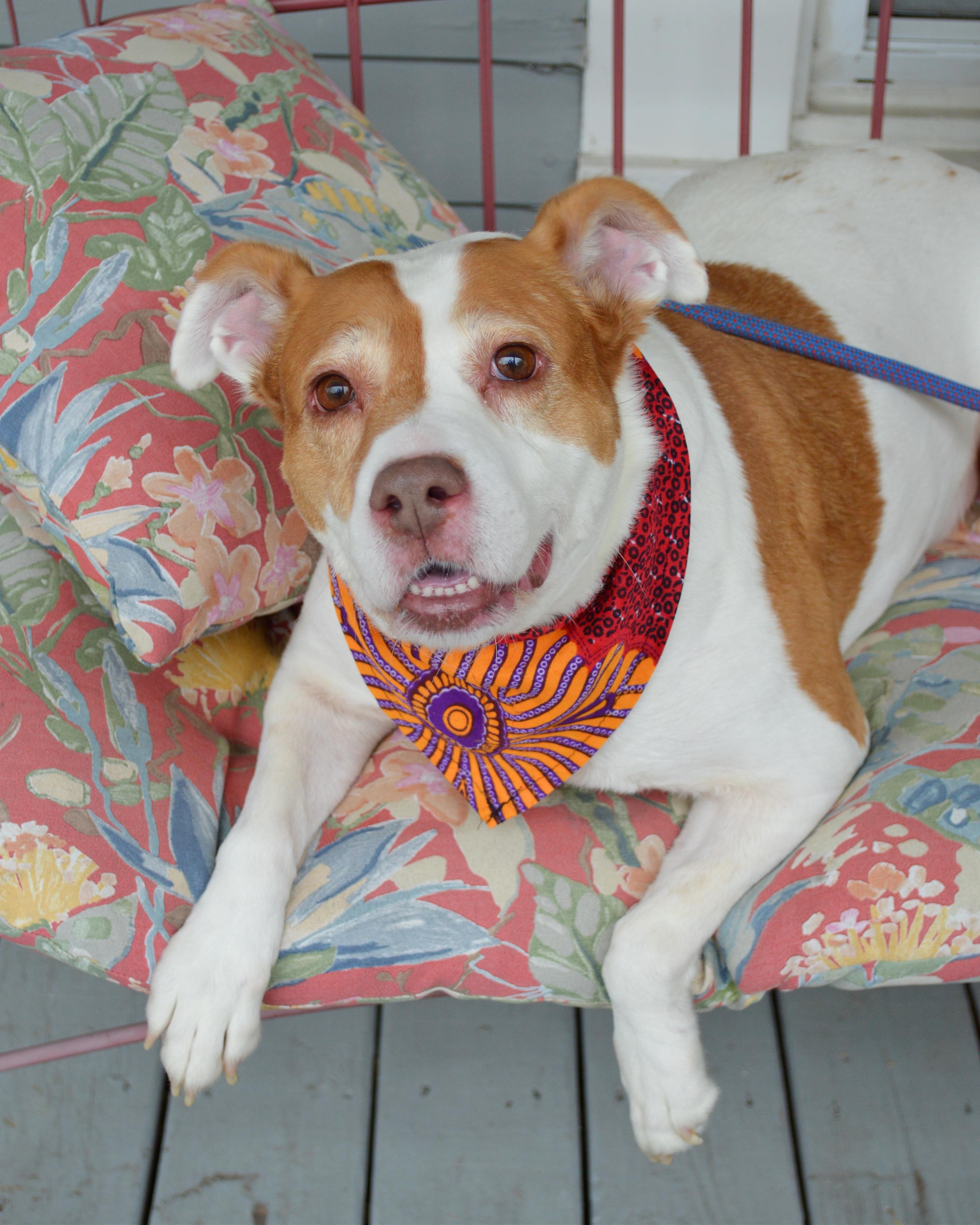 Squidget — thumbnail 3