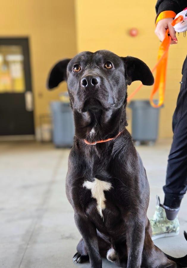 Enlarge Stefan, a Adoptable Labrador Retriever in Douglasville, GA image 1/3