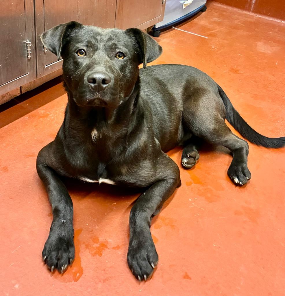 Enlarge Stefan, a Adoptable Labrador Retriever in Douglasville, GA image 2/3