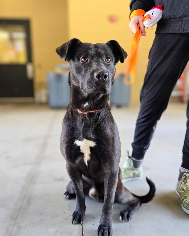 Enlarge Stefan, a Adoptable Labrador Retriever in Douglasville, GA image 3/3