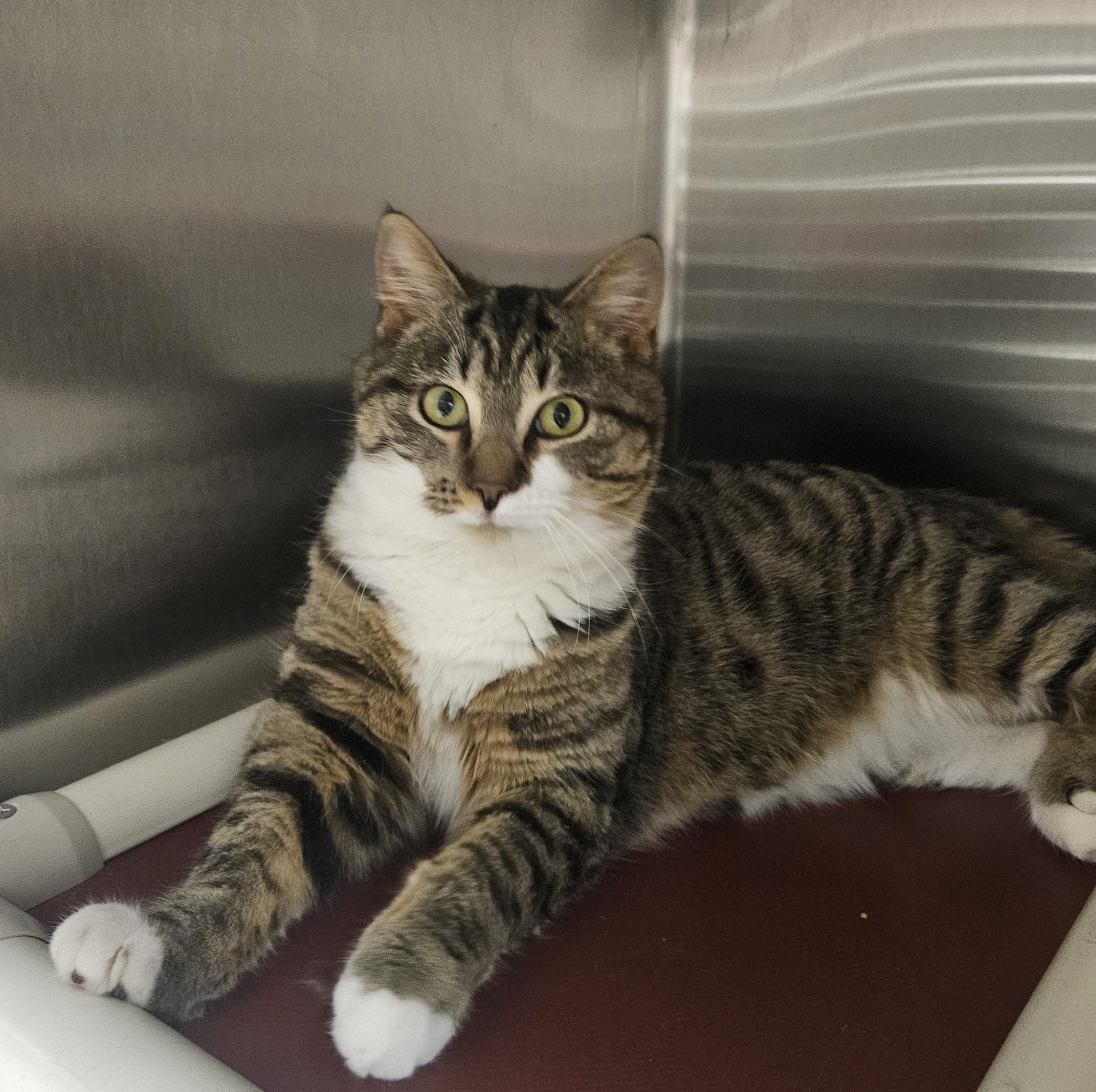 Enlarge Oscar, a ADOPTABLE mixed breed in Bluffton, IN image 1/1