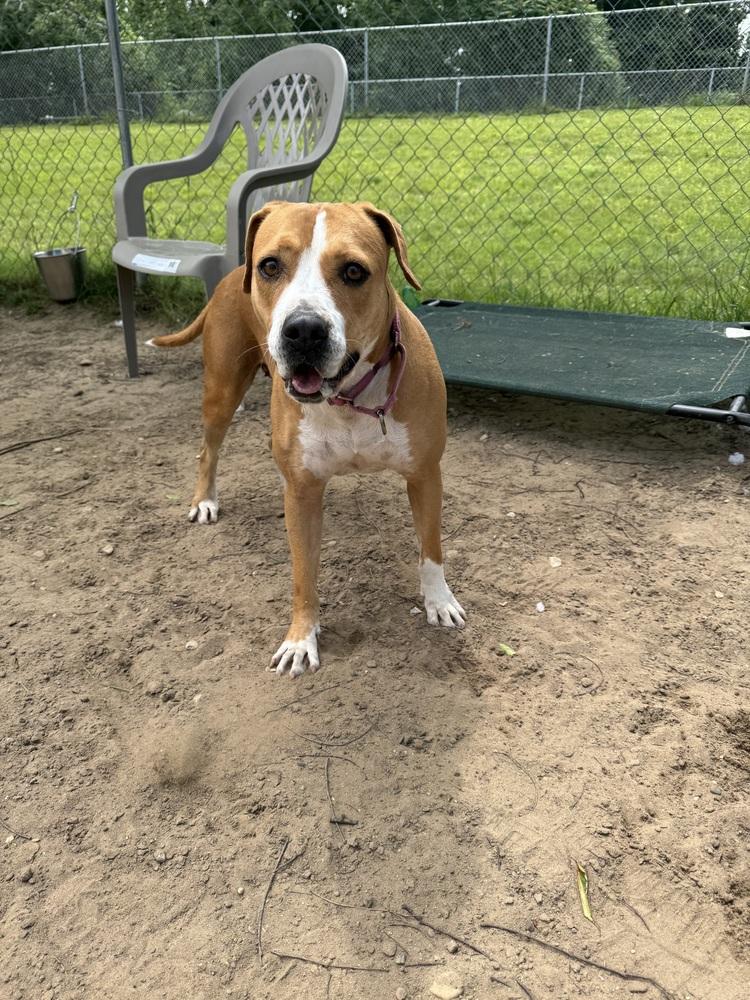 Junie, Adoptable, Adult Female Boxer.