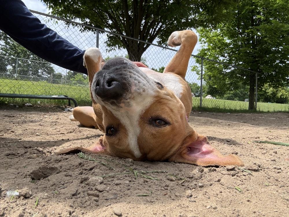 Junie, a Adoptable mixed breed in Kalamazoo, MI image 2/2
