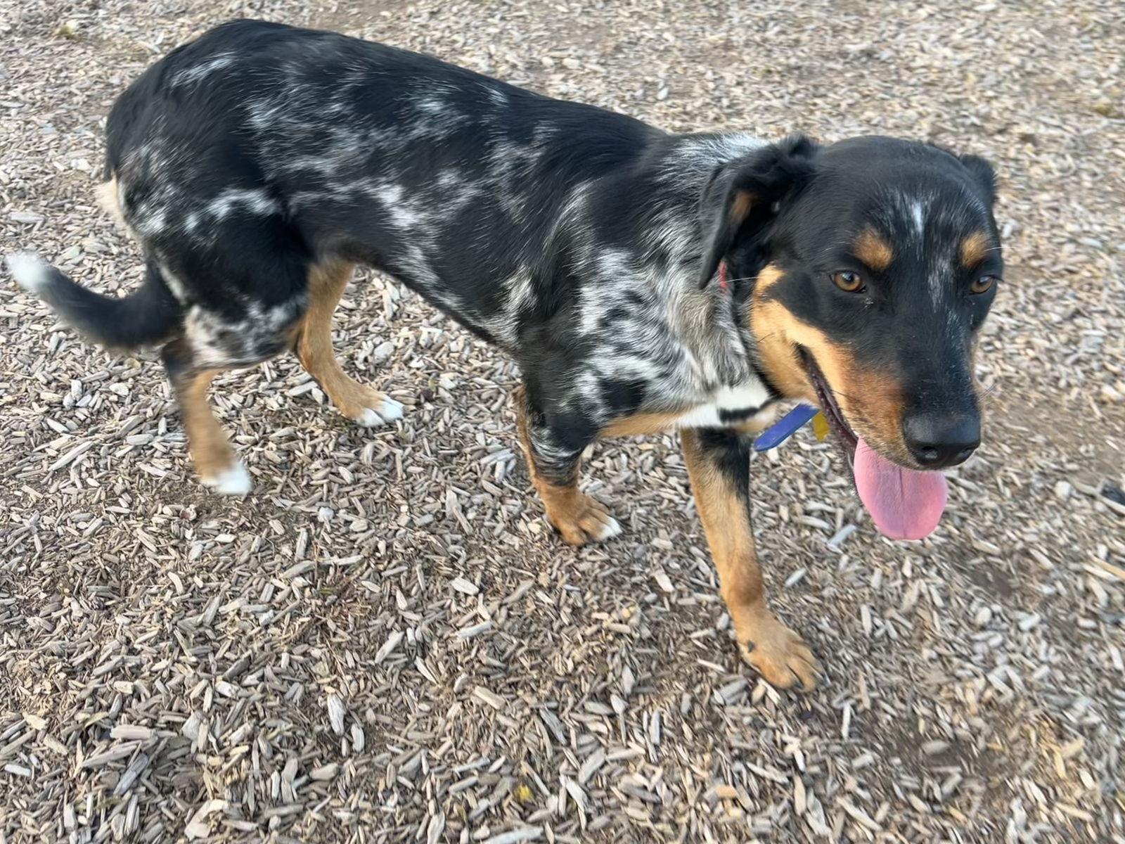 Enlarge Sadie Lady, a Adoptable Catahoula Leopard Dog in Salt Lake City, UT image 2/3