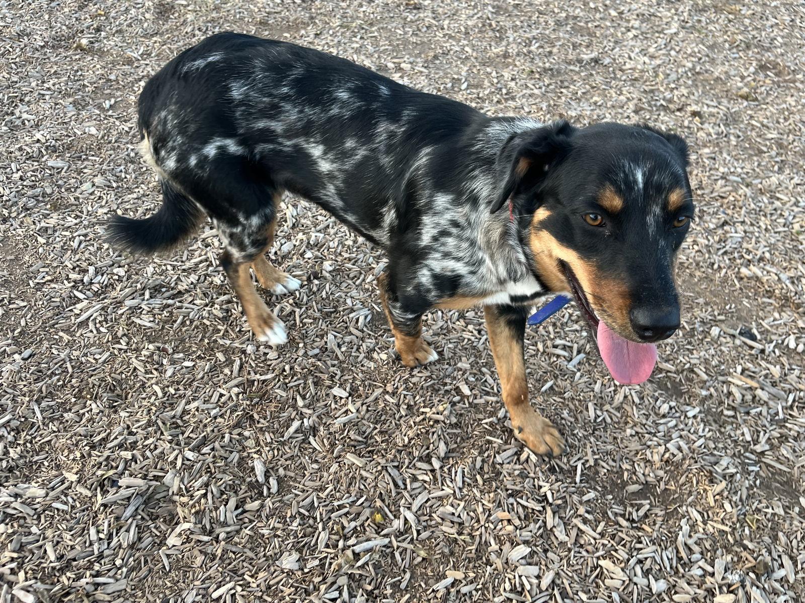 Enlarge Sadie Lady, a Adoptable Catahoula Leopard Dog in Salt Lake City, UT image 3/3