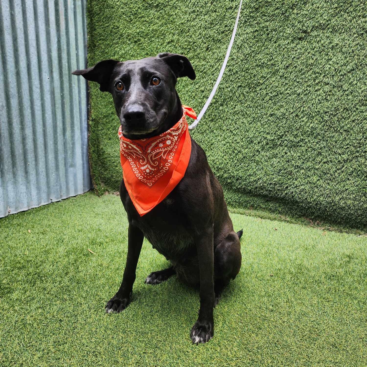 Rowe — thumbnail 5