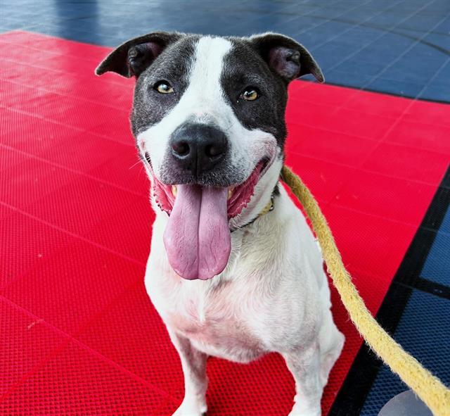 DAWSON, Adoptable, Adult Male Staffordshire Bull Terrier & Mixed Breed.