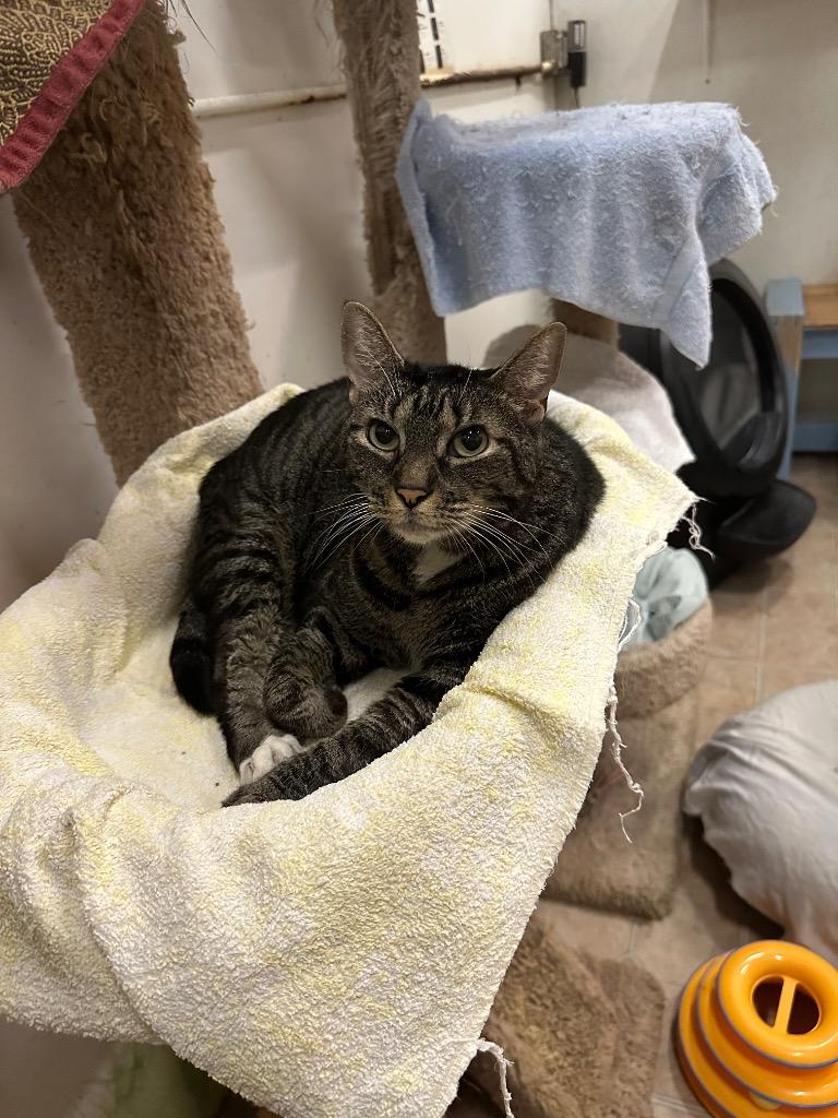 Coraline, Adoptable, Adult Female Domestic Short Hair.