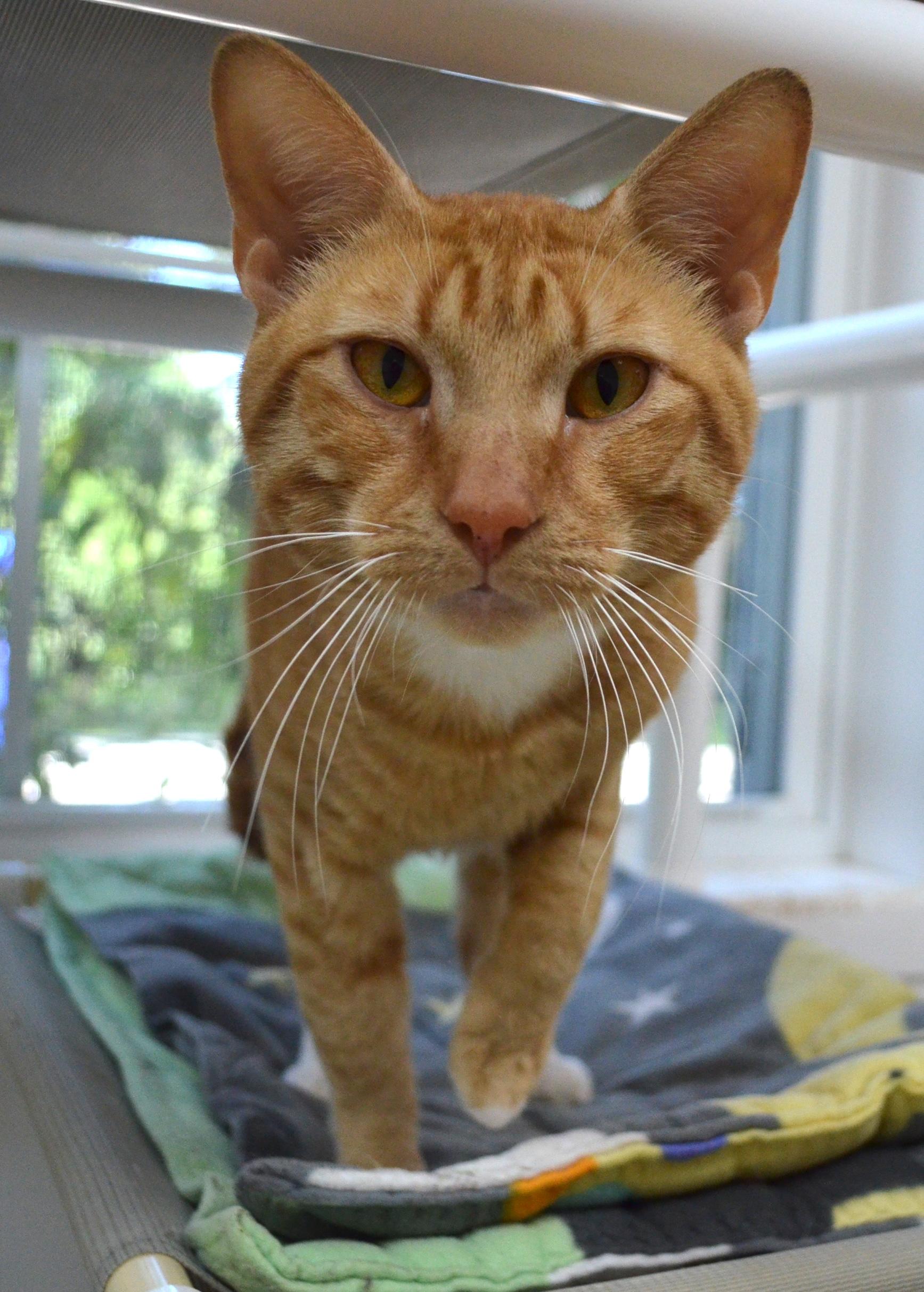 Enlarge Freckles, a Adopted Domestic Short Hair in Westbrook, CT image 6/6