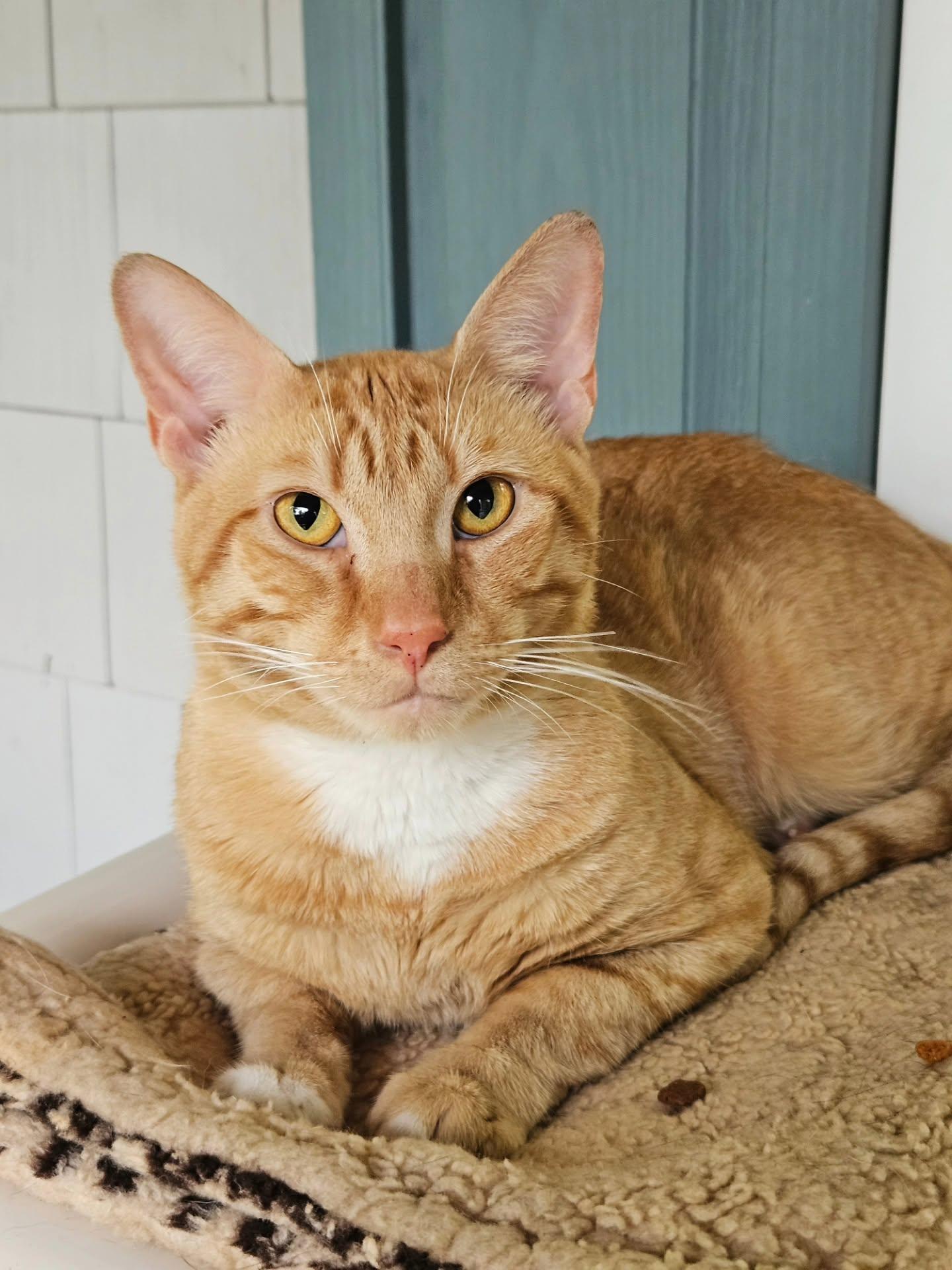 Enlarge Freckles, a Adopted Domestic Short Hair in Westbrook, CT image 1/6