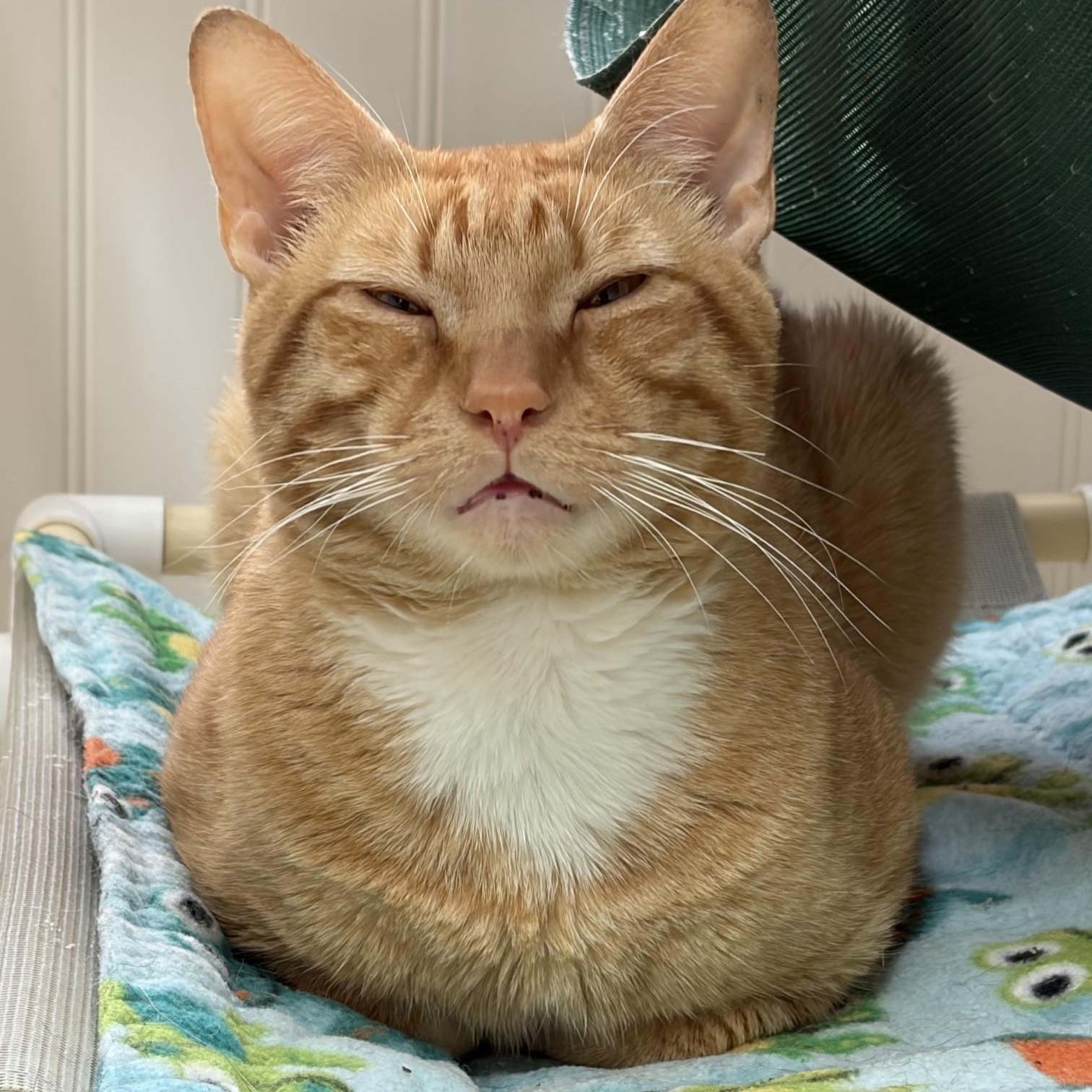 Enlarge Freckles, a Adopted Domestic Short Hair in Westbrook, CT image 3/6