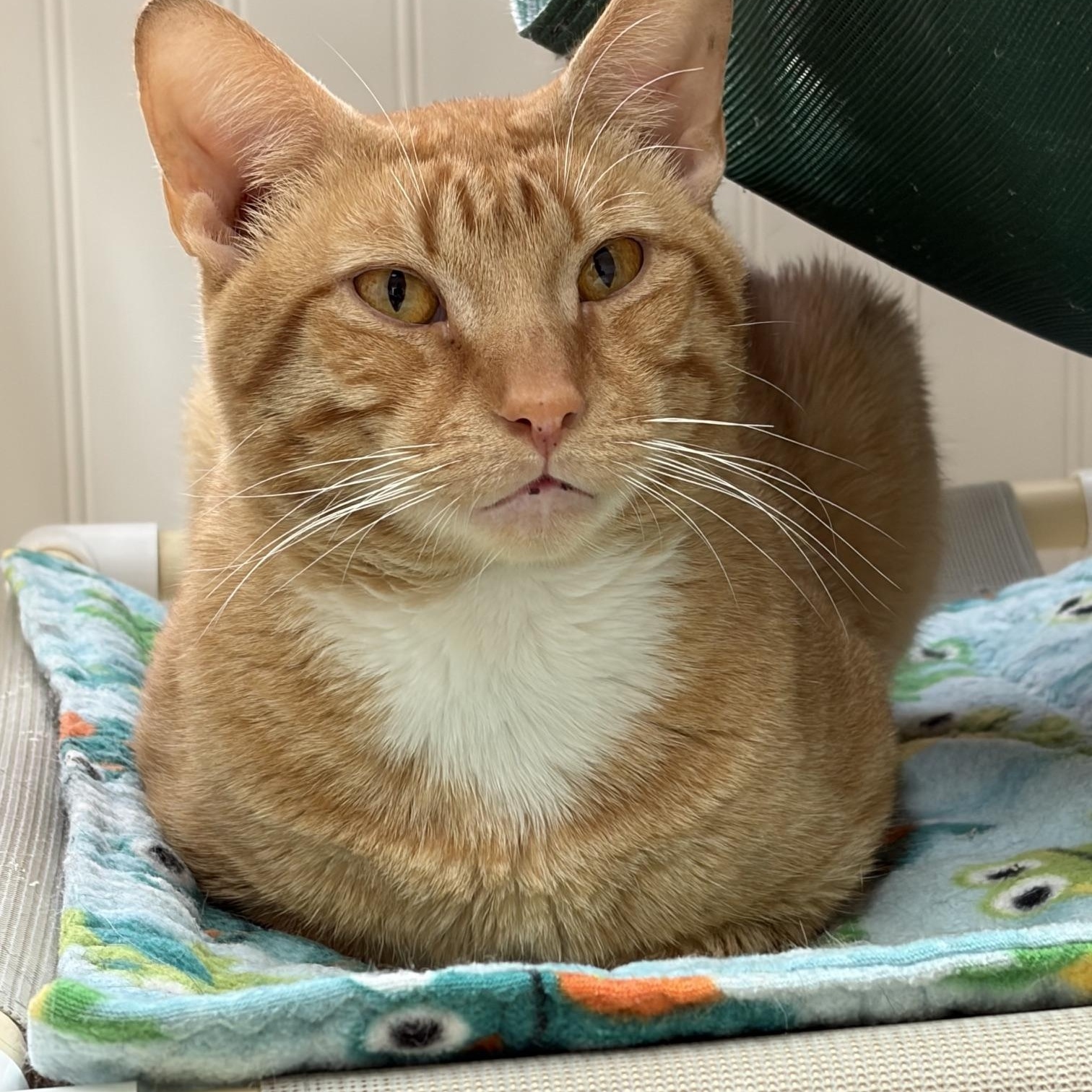 Enlarge Freckles, a Adopted Domestic Short Hair in Westbrook, CT image 4/6