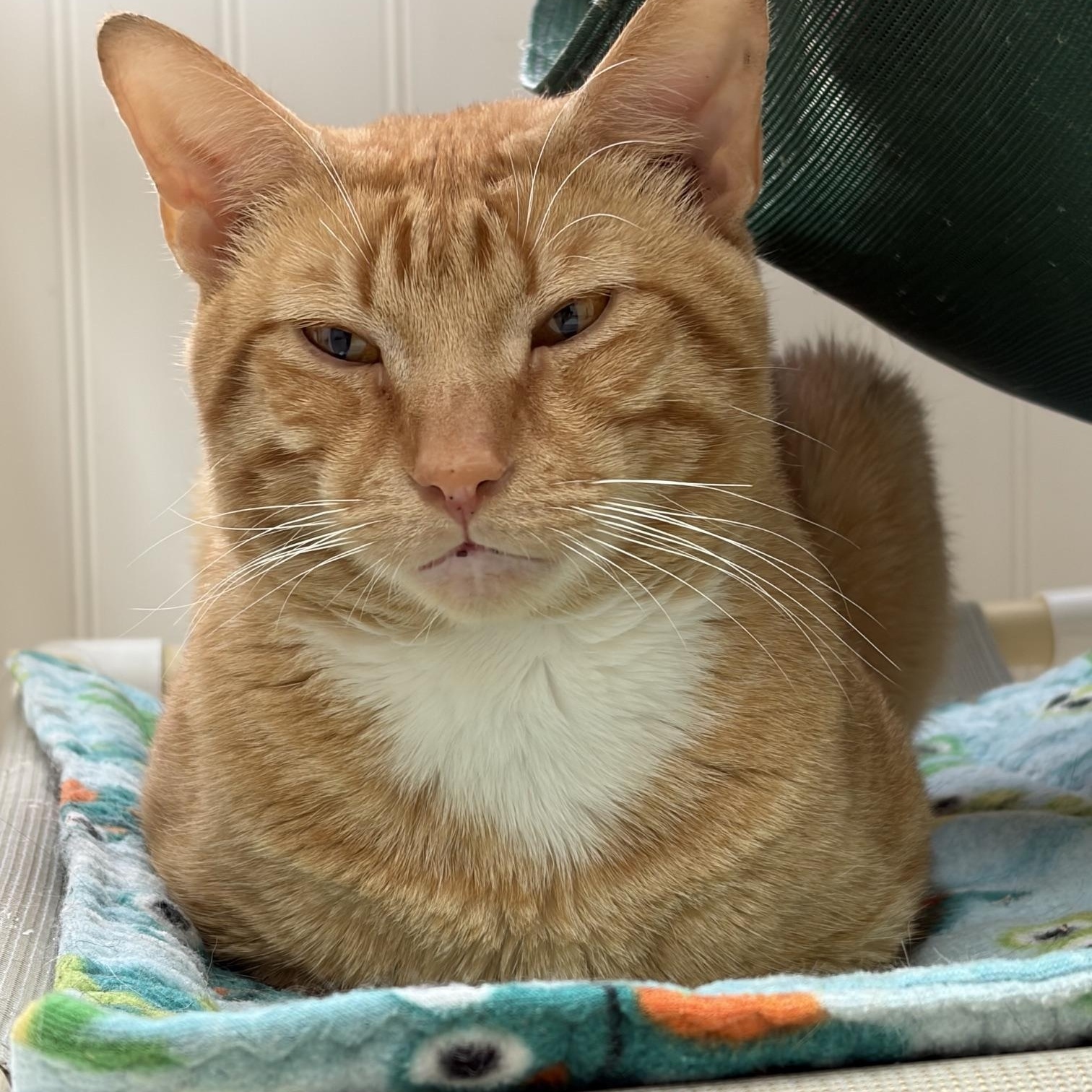 Enlarge Freckles, a Adopted Domestic Short Hair in Westbrook, CT image 2/6