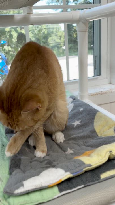 Enlarge Freckles, a Adopted Domestic Short Hair in Westbrook, CT video 5/6