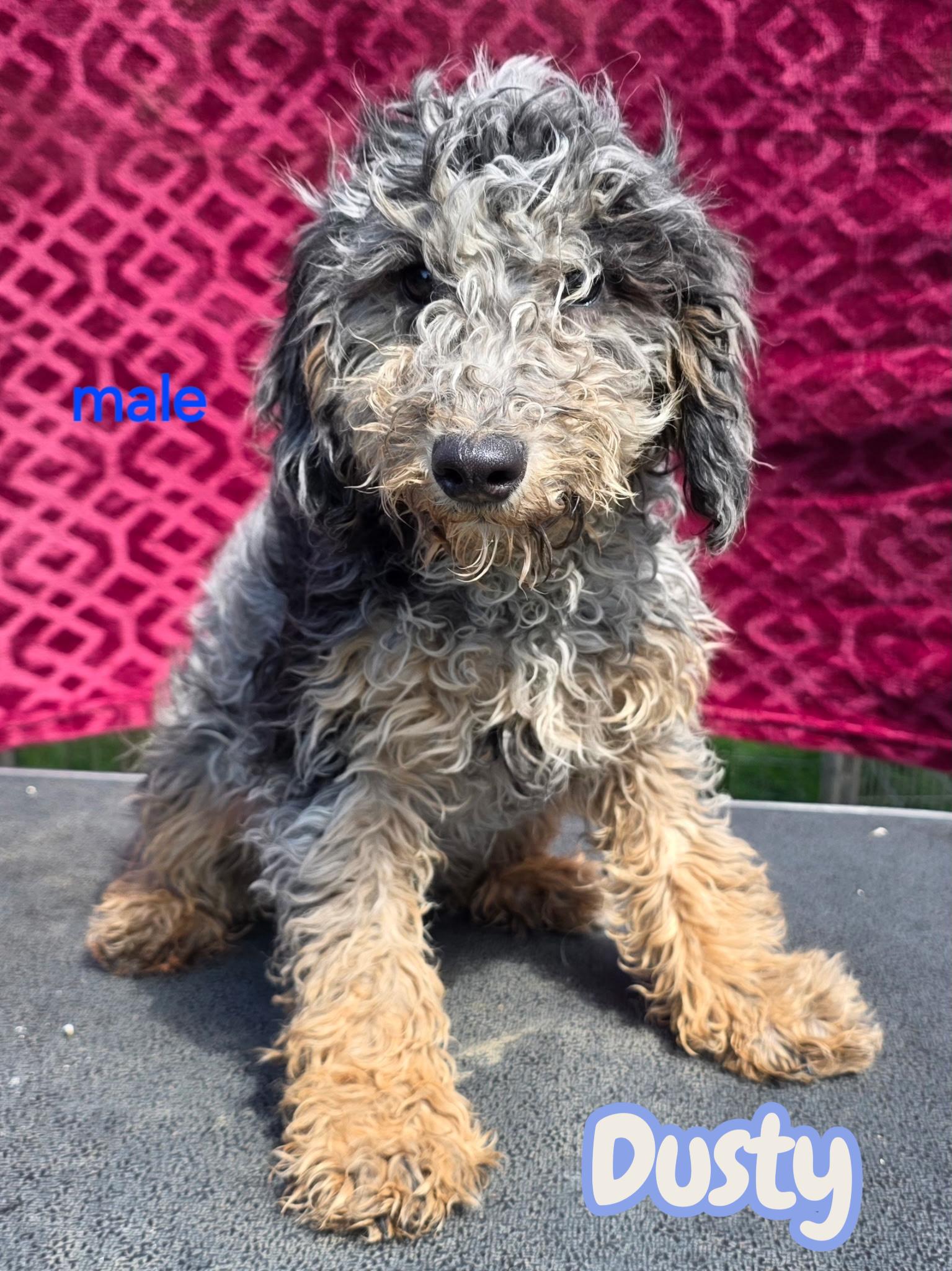 Enlarge Dusty, a ADOPTABLE mixed breed in South Amboy, NJ image 1/1