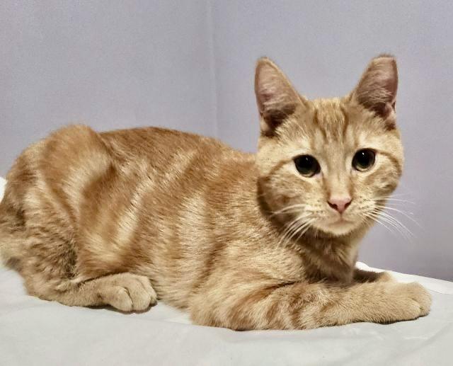 Cedar, Willow Grove Area, (FCID 09/05/2025-402)