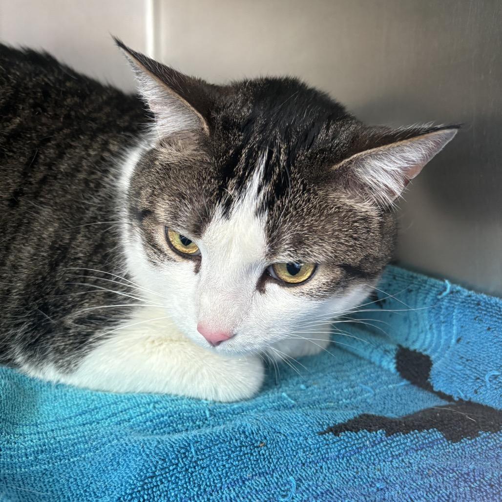 Enlarge Sunny, a Adoptable Domestic Short Hair in Council Bluffs, IA image 1/3