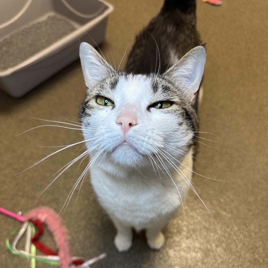 Enlarge Sunny, a Adoptable Domestic Short Hair in Council Bluffs, IA image 2/3