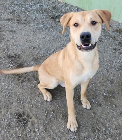 Rex, ADOPTABLE, Adult Male Yellow Labrador Retriever & Pit Bull Terrier.