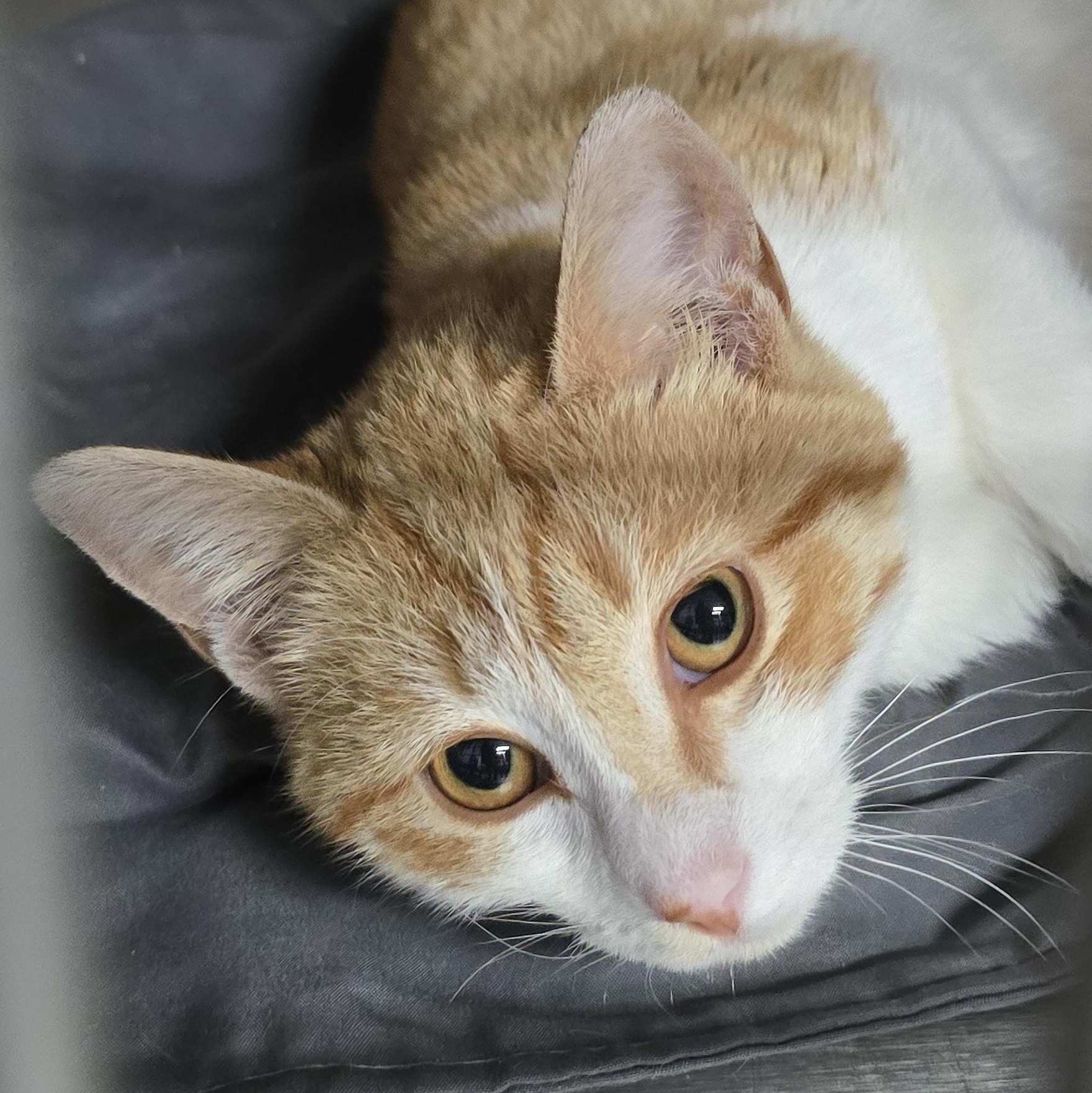 Grace, adopted, Young Female Domestic Short Hair.