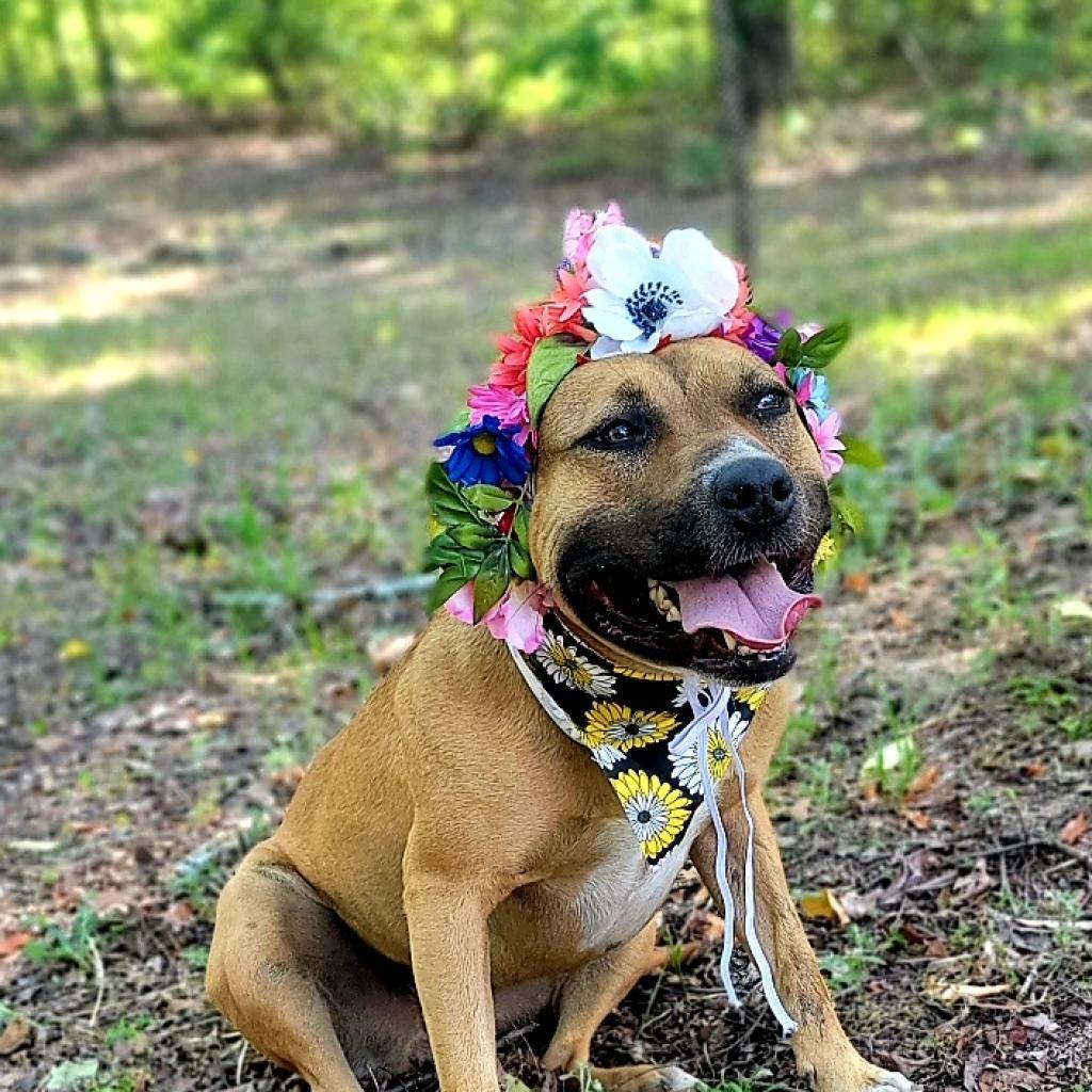 Eve, Adoptable, Adult Female Shepherd & Mixed Breed.