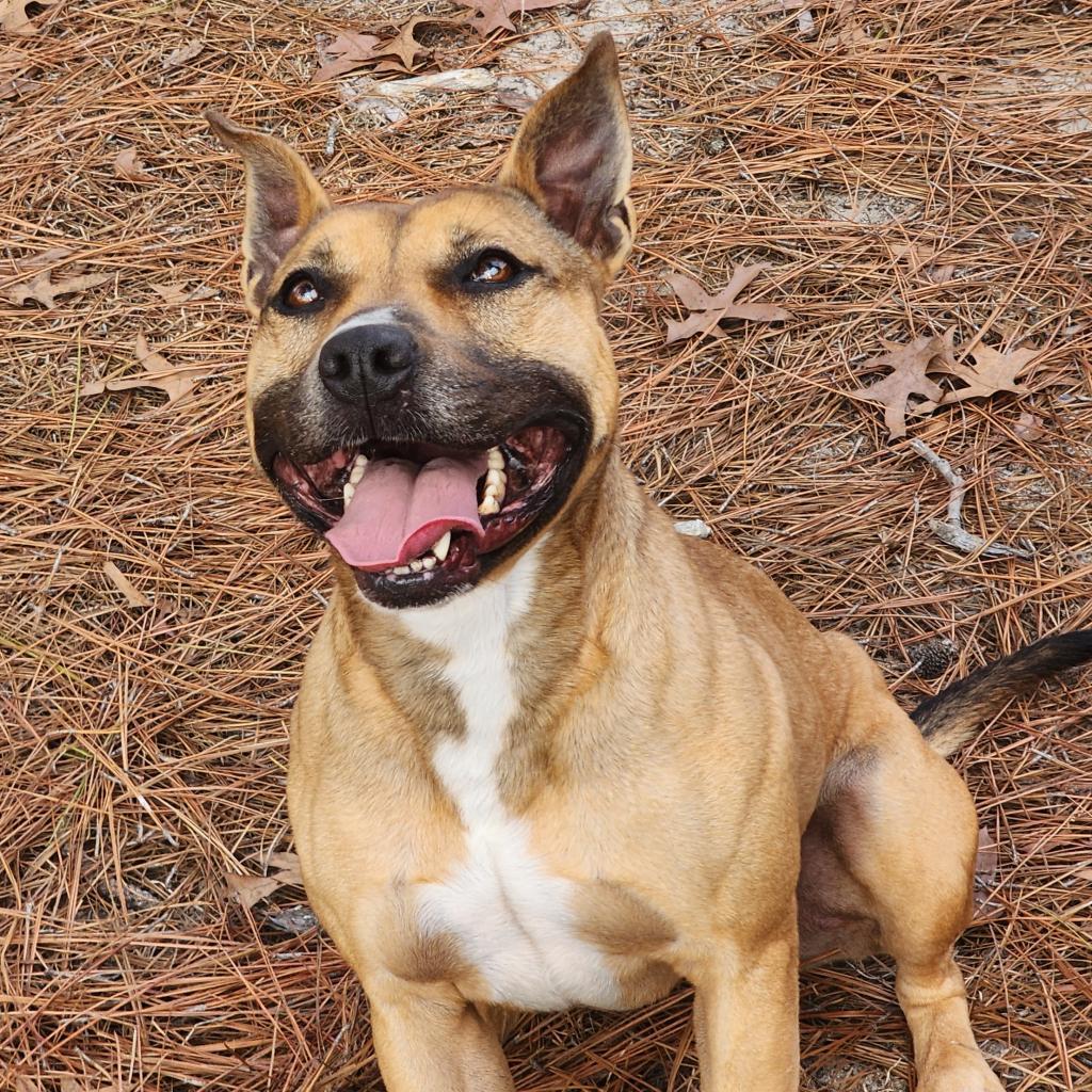 Enlarge Eve, a Adoptable mixed breed in Lexington, SC image 2/3