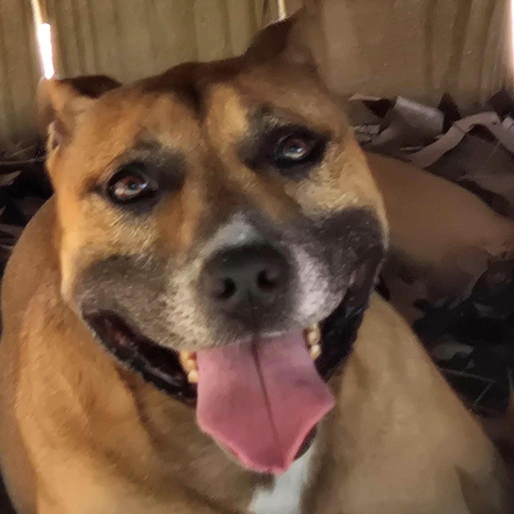 Enlarge Eve, a Adoptable mixed breed in Lexington, SC image 3/4