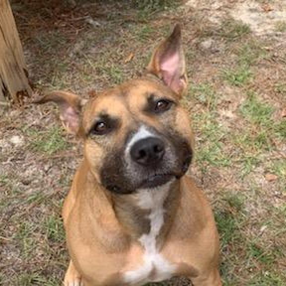 Enlarge Eve, a Adoptable mixed breed in Lexington, SC image 3/3