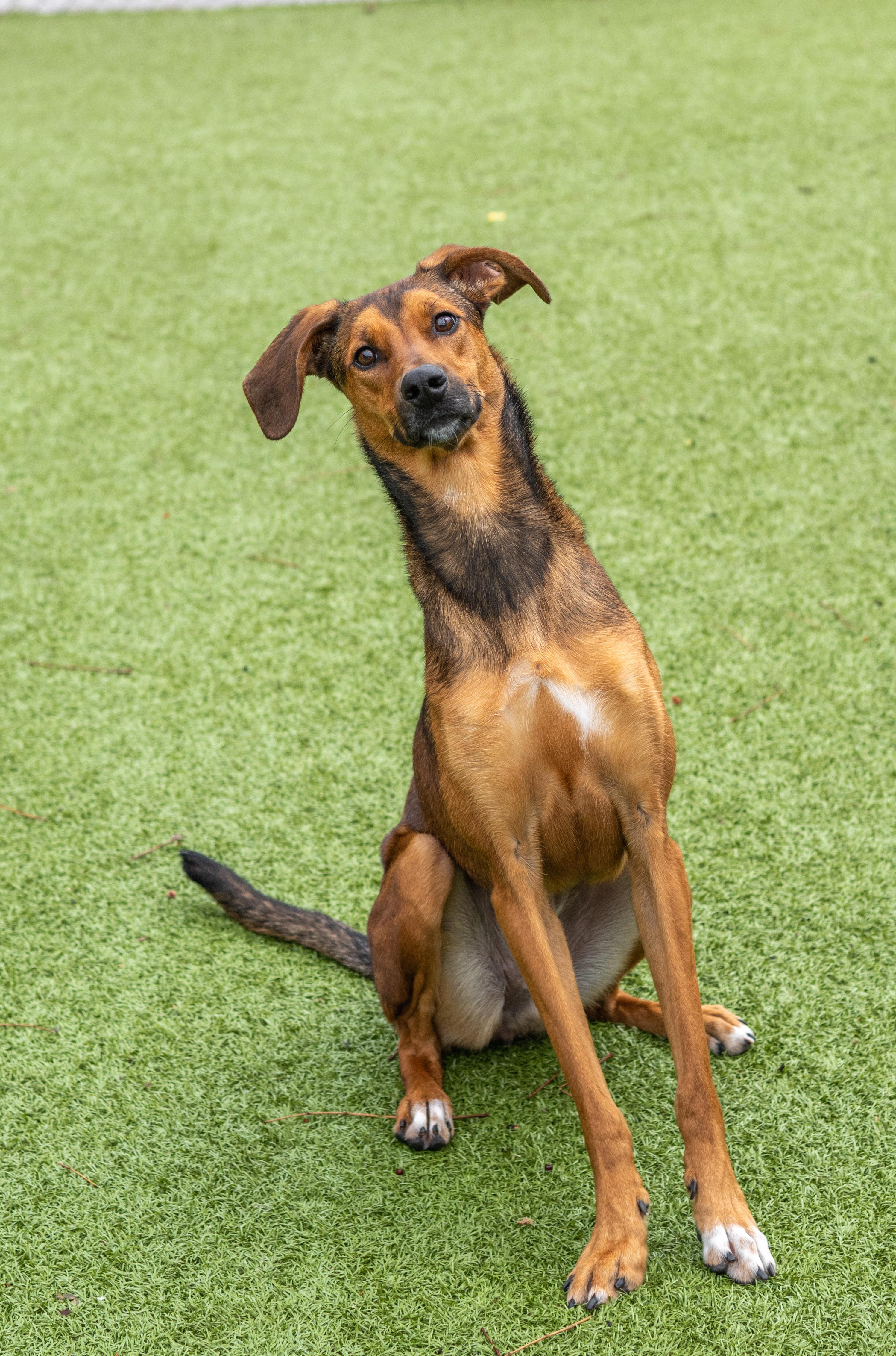 Enlarge Red, a Adoptable mixed breed in Hilton Head Island, SC image 2/3