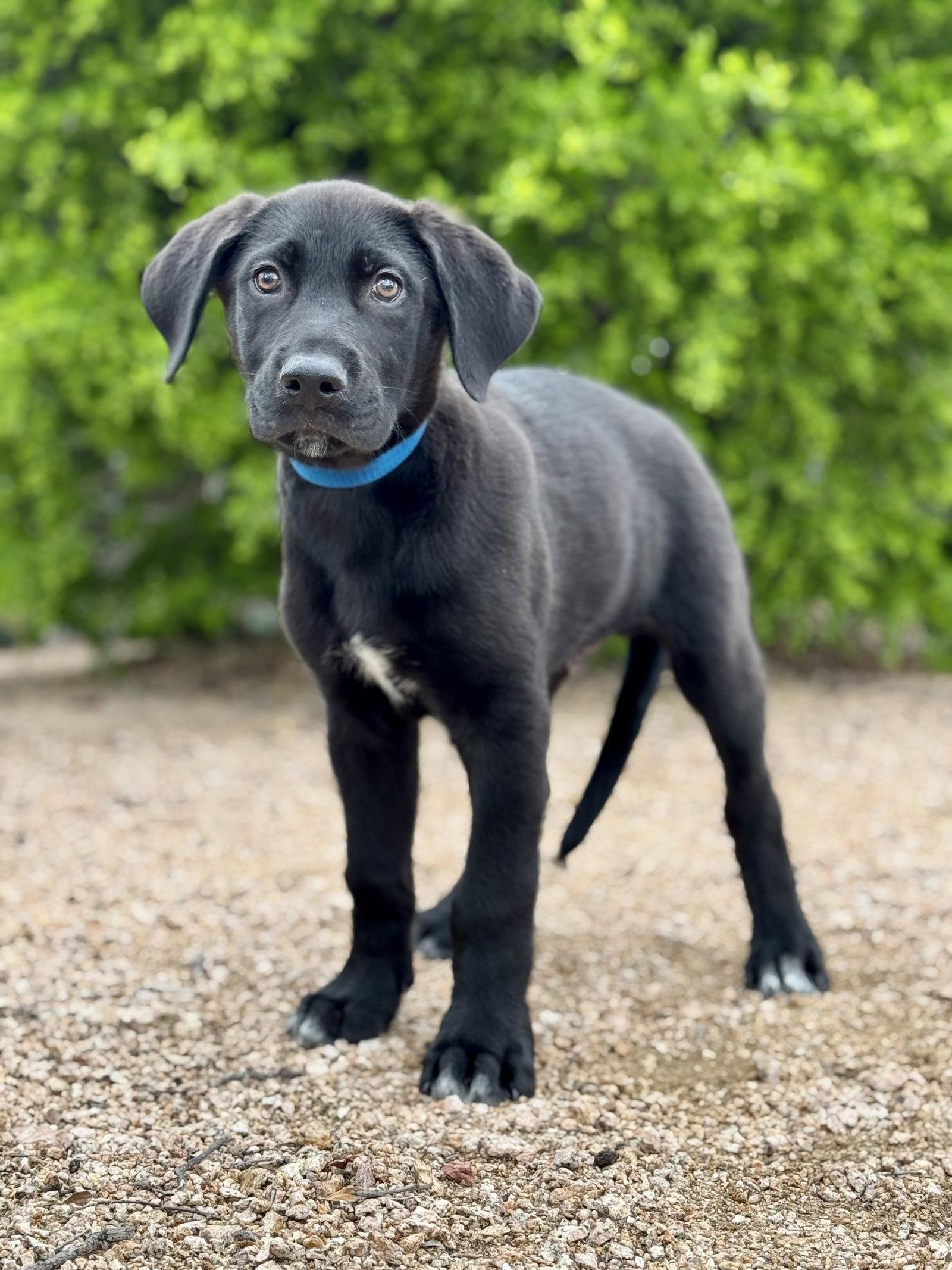Enlarge Bear, a Adoptable mixed breed in Helotes, TX image 2/3