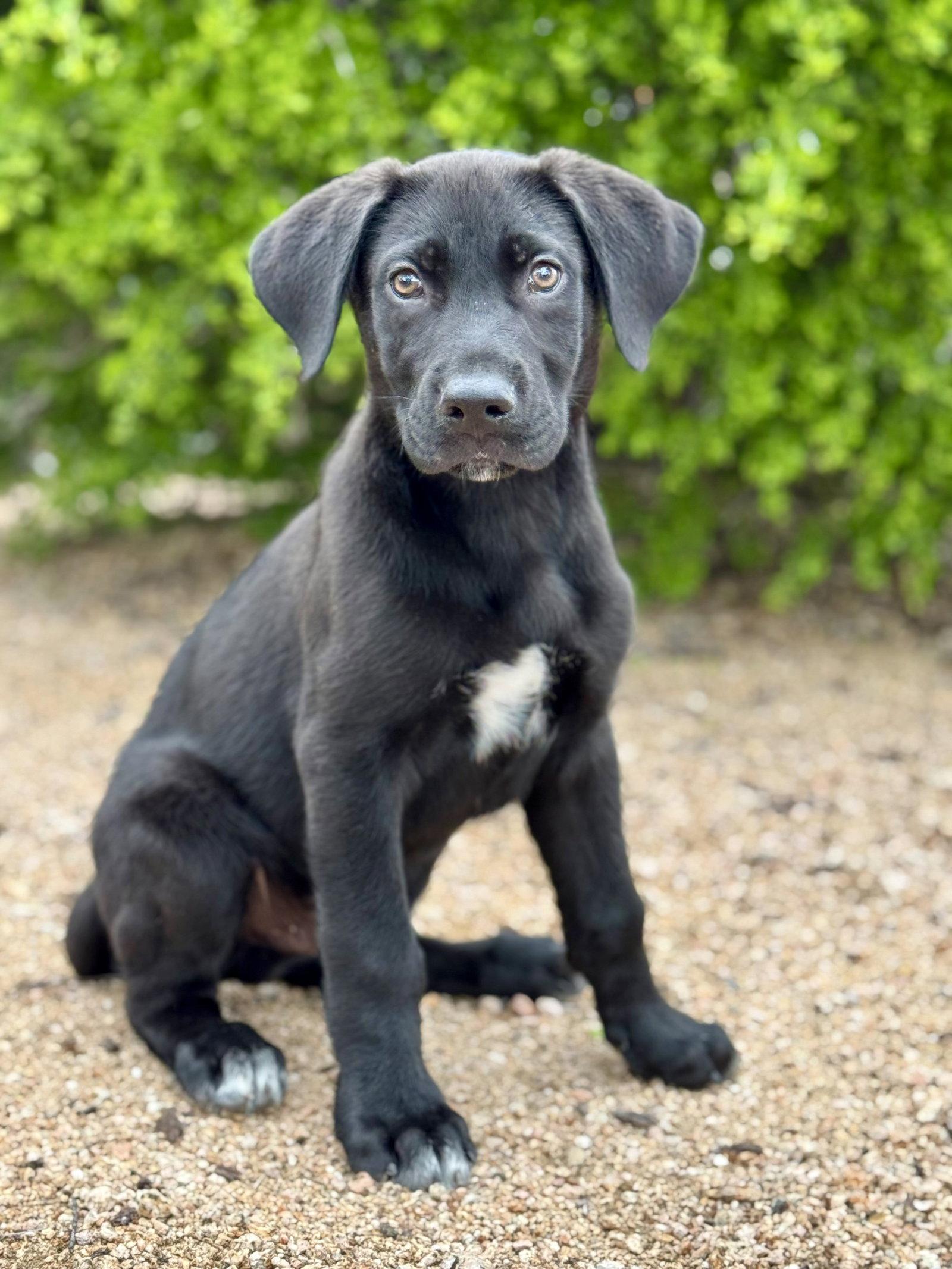 Enlarge Bear, a Adoptable mixed breed in Helotes, TX image 3/3