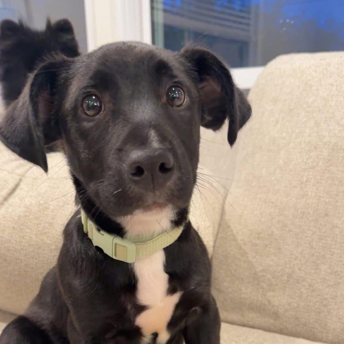 Enlarge Cupid, a ADOPTABLE mixed breed in Louisville, KY image 1/1