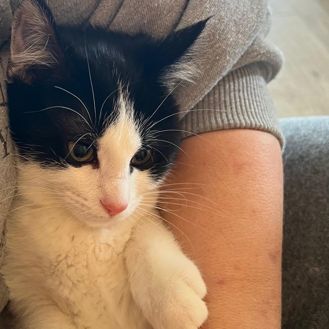 Twist, Adoptable, Kitten Female Domestic Short Hair.