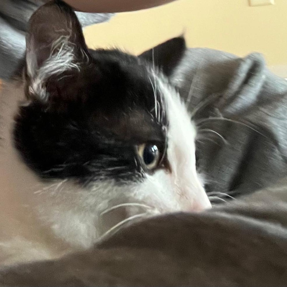 Twist, a Adoptable Domestic Short Hair in Kankakee, IL image 4/6