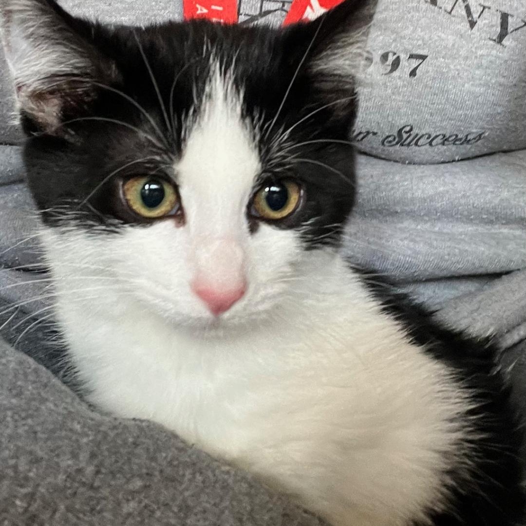 Twist, a Adoptable Domestic Short Hair in Kankakee, IL image 5/6