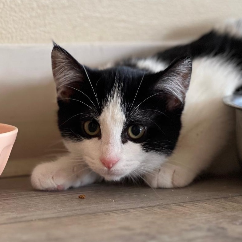 Twist, a Adoptable Domestic Short Hair in Kankakee, IL image 2/6