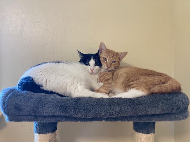 Enlarge Twist, a Adoptable Domestic Short Hair in Kankakee, IL image 2/4