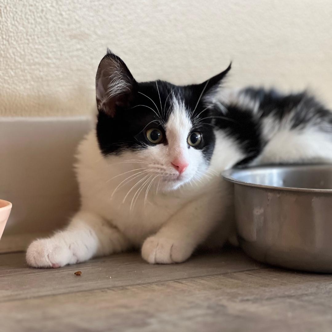 Twist, a Adoptable Domestic Short Hair in Kankakee, IL image 6/6