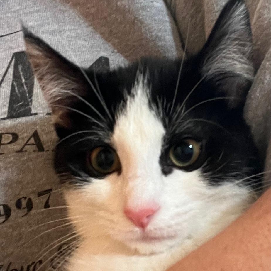 Twist, a Adoptable Domestic Short Hair in Kankakee, IL image 3/6