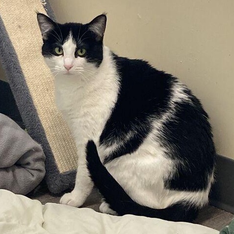 Enlarge Twist, a Adoptable Domestic Short Hair in Kankakee, IL image 1/4